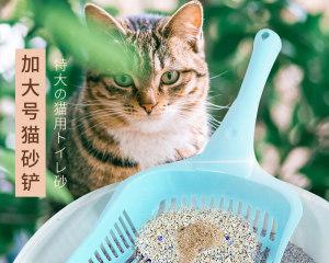 如何正确清理宠物猫咪猫砂（一周两次换猫砂）