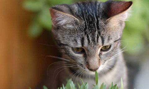 猫咪的健康生活——猫草的重要性（宠物猫每天吃多少猫草才是最健康的）