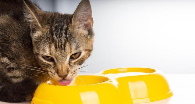 如何科学喂养宠物猫（如何科学喂养宠物猫）