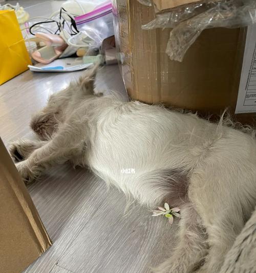 猫咪呕吐白色液体的原因与解决方法（宠物健康问题的必知知识）