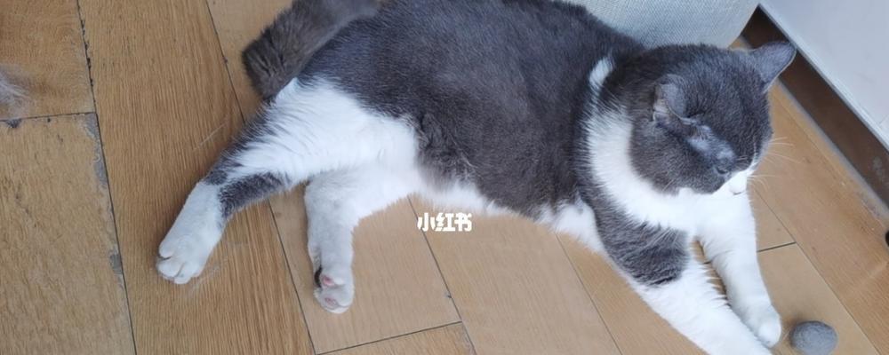 迷路的猫咪能否找回家（探究猫咪丢失后如何寻找及预防措施）