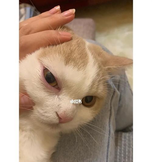 猫咪喷黄鼻涕怎么办（宠物主人必看）