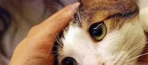 小猫咪的喷嚏，警惕你的眼睛（宠物护眼）
