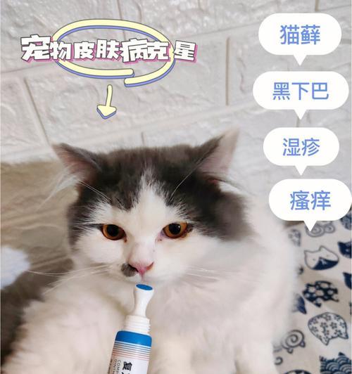 揭秘猫咪皮肤病治疗费用，让宠物猫健康快乐（猫咪皮肤病治疗需要注意哪些问题）