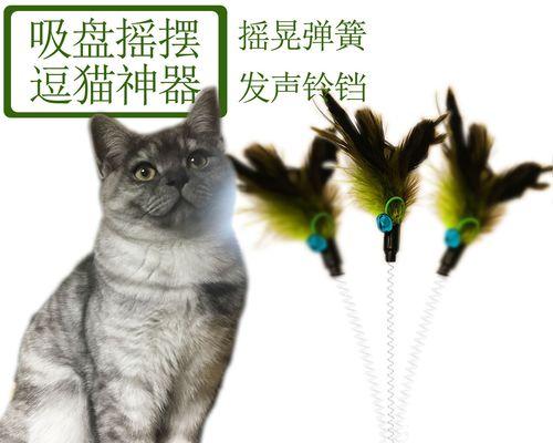 如何正确养猫（宠爱你的猫咪）