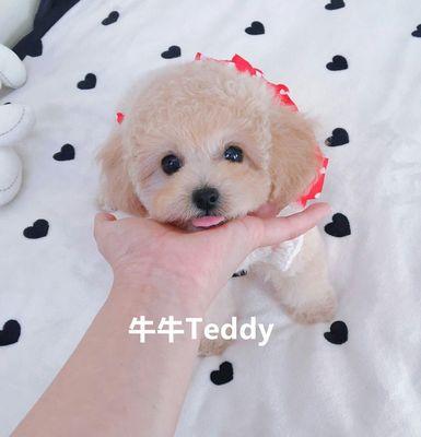 泰迪幼犬10天体重多少斤（从宠物主人的视角看待幼犬体重问题）