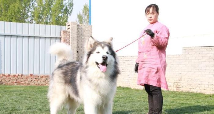 探秘阿拉斯加雪橇犬拉雪橇之旅（以宠物为主的阿拉斯加雪橇犬拉雪橇体验）