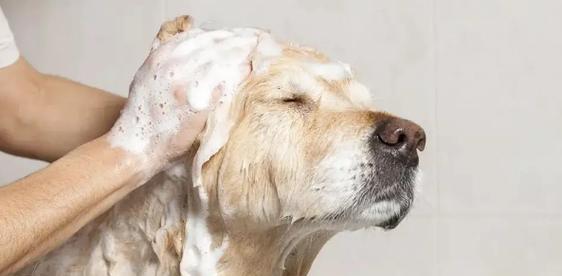 宠物狗常见体外驱虫方法引起的腹泻副作用