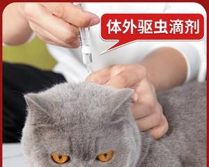 猫咪跳蚤的危险与防治（你的宠物是否被跳蚤侵扰）