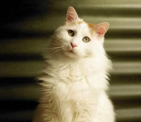 了解土耳其梵猫的特点和魅力（探寻它们的外貌）