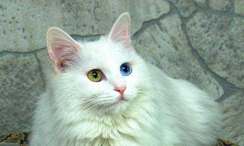 了解土耳其梵猫的特点和魅力（探寻它们的外貌）