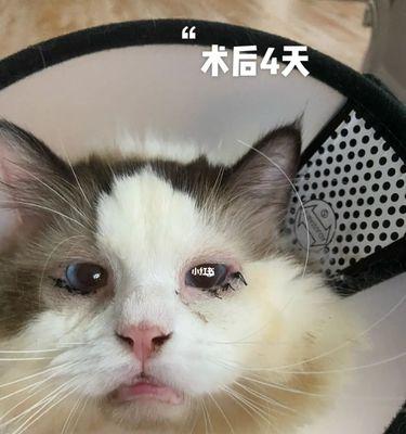 猫咪眼睛为何打不开（探究猫咪眼睛无法打开的原因与处理方法）