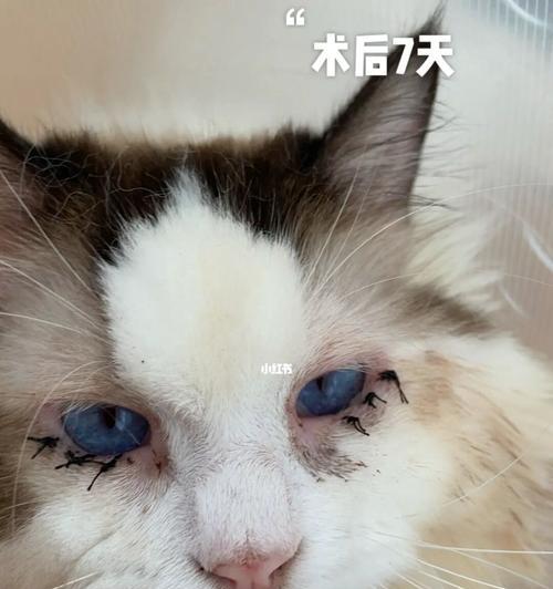 猫咪眼睛为何打不开（探究猫咪眼睛无法打开的原因与处理方法）