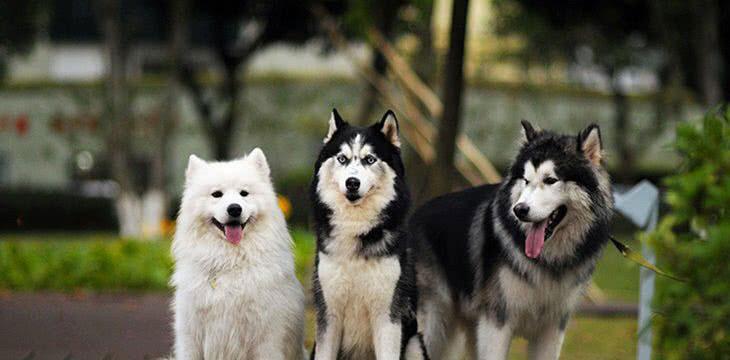 阿拉斯加为什么以雪橇犬为代表（探寻阿拉斯加雪橇犬的历史与文化）