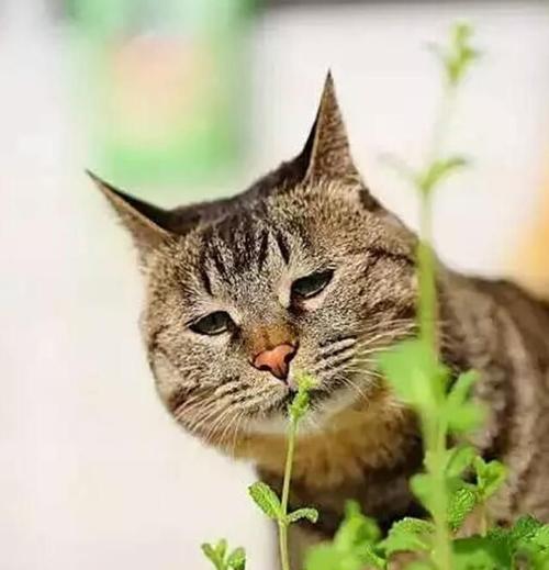 为什么要给宠物猫吃猫薄荷（了解猫薄荷对宠物猫的益处和使用方法）