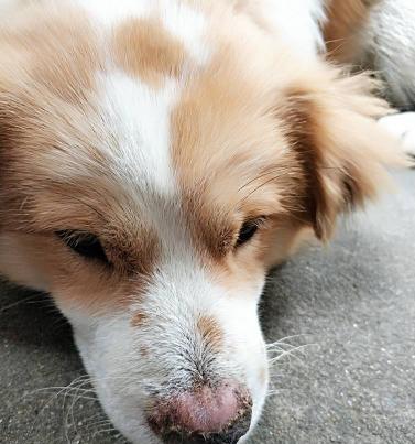 为什么狗狗的鼻子会有花纹？
