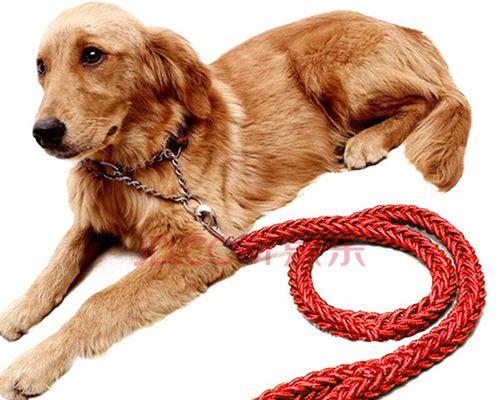 狗狗能挣脱P链的秘密（探究狗狗能够挣脱P链的原因及应对方法）