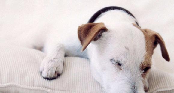 狗狗为什么睡觉老是抽搐（探寻狗狗睡觉抽搐的原因和解决方法）