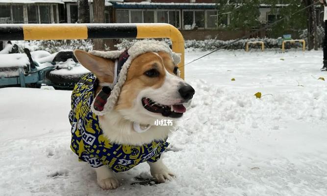 为什么狗喜欢雪（探究狗狗喜欢雪的原因）