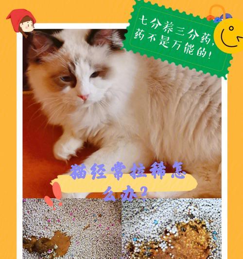 如何应对宠物猫拉稀问题（掌握这些方法）