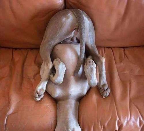 小狗睡觉老抖腿的原因（解析宠物狗睡眠中的神秘行为）