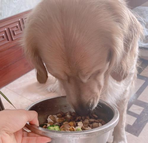 如何让你的宠物狗养成良好的饮食习惯（解决五岁多狗狗不爱吃饭的问题）