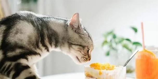 夏季猫咪不吃饭怎么办（宠物饮食管理）
