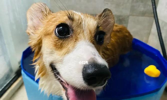 夏季狗狗洗澡指南（宠物美容师的15个洗澡小技巧）