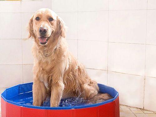 夏季小狗清洁指南（如何给小狗洗澡）