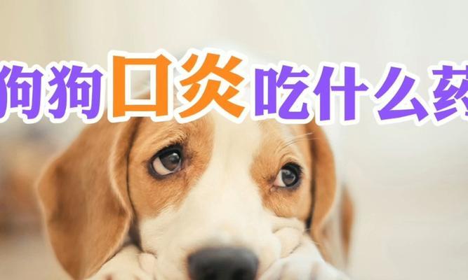 狗狗吃东西吃吐了该怎么办（宠物爱好者必看）