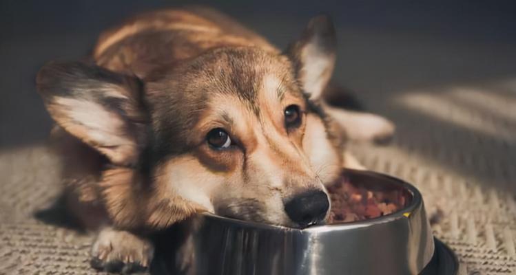 狗狗的饮食保健（营养均衡）