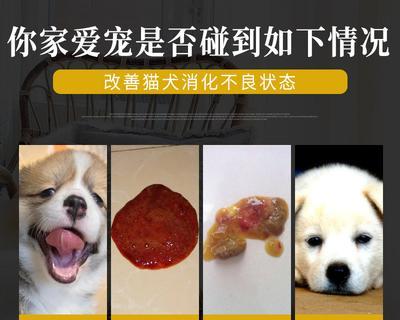 宠物狗狗出生18天拉肚子的应对方法（如何处理宠物狗狗出生后的肠胃问题）