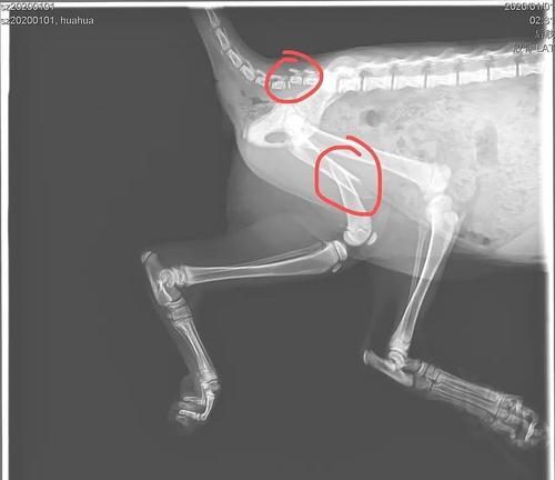 宠物爱好者必看！如何给狗狗做大腿骨折的治疗（宠物爱好者必看！如何给狗狗做大腿骨折的治疗）