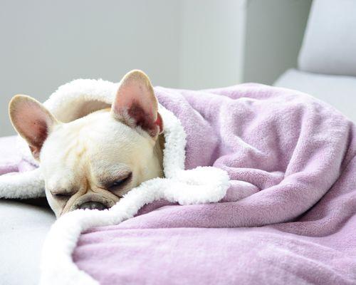 狗狗冬天睡觉不盖被子冷吗（探究宠物狗冬天睡觉是否需要被子）