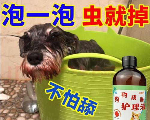 狗狗来月经时能否吃驱虫药（驱虫药对狗狗身体的影响和使用注意事项）