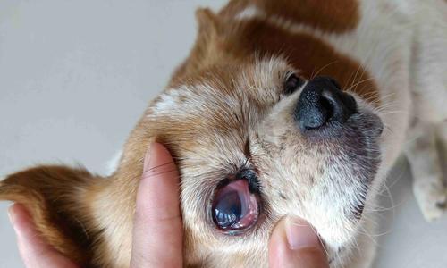 如何缓解狗狗的泪痕问题（探索营养与日常护理）