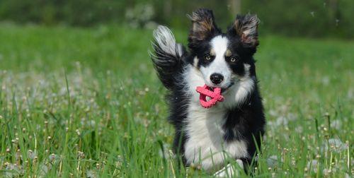 如何安抚宠物犬想出门的焦虑情绪（应对宠物犬想出门的方法和技巧）