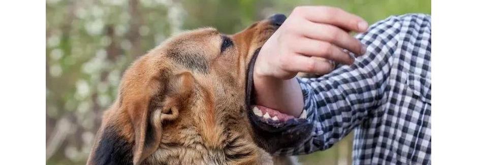 如何预防狗狗患上狂犬病（详解狂犬病的传播途径）