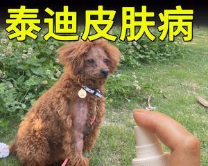 狗狗真菌感染全面解析（针对狗狗真菌感染）