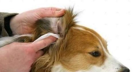 狗狗呕吐可能是患上寄生虫，如何预防和治疗（宠物养护必备）