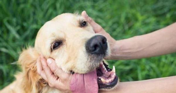 狗胃肠炎——宠物的常见病（掌握这些症状）