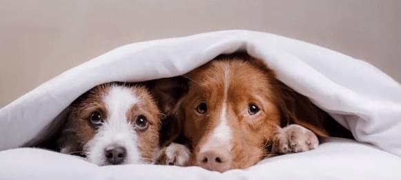 狗胃肠炎——宠物的常见病（掌握这些症状）