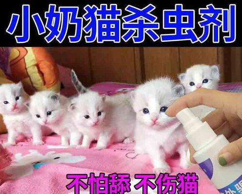 怀孕猫咪能否吃驱虫药（宠物健康需谨慎）