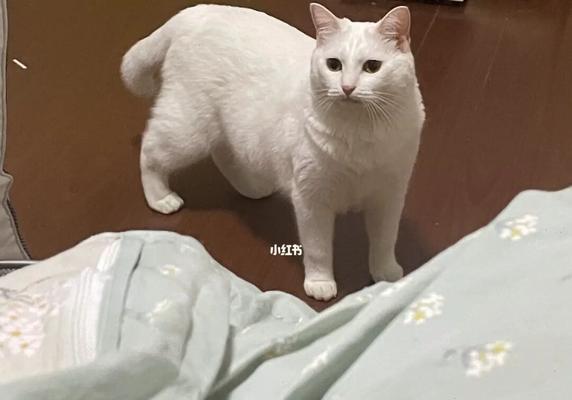 家有小孩，可以养猫吗（小心儿童与猫相处的问题）