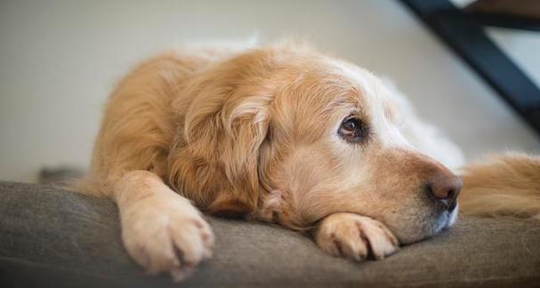 为什么金毛犬只吃狗粮（宠物饮食的重要性与金毛犬对其的需求）