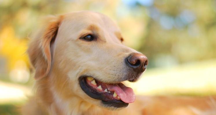 金毛犬吐吃什么药好（宠物健康的必要性及药物选择建议）