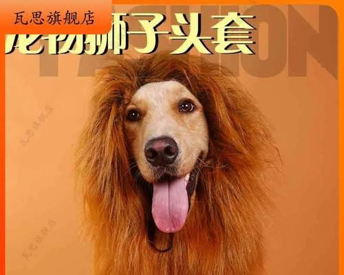 金毛犬吐吃什么药好（宠物健康的必要性及药物选择建议）