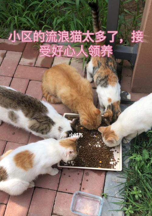 绝育猫咪的健康饮食（以猫粮为主）