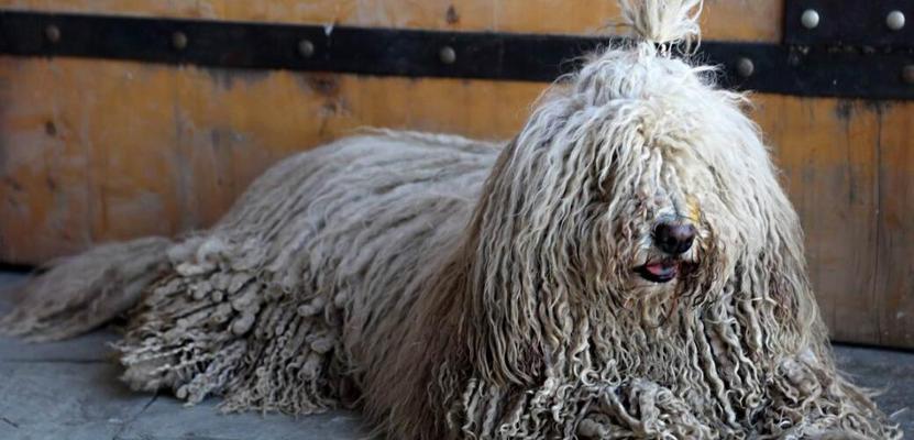 可蒙犬的造型（探索适合可蒙犬的不同造型及美容方法）