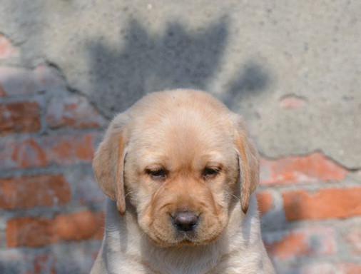 拉布拉多犬头部变宽的原因